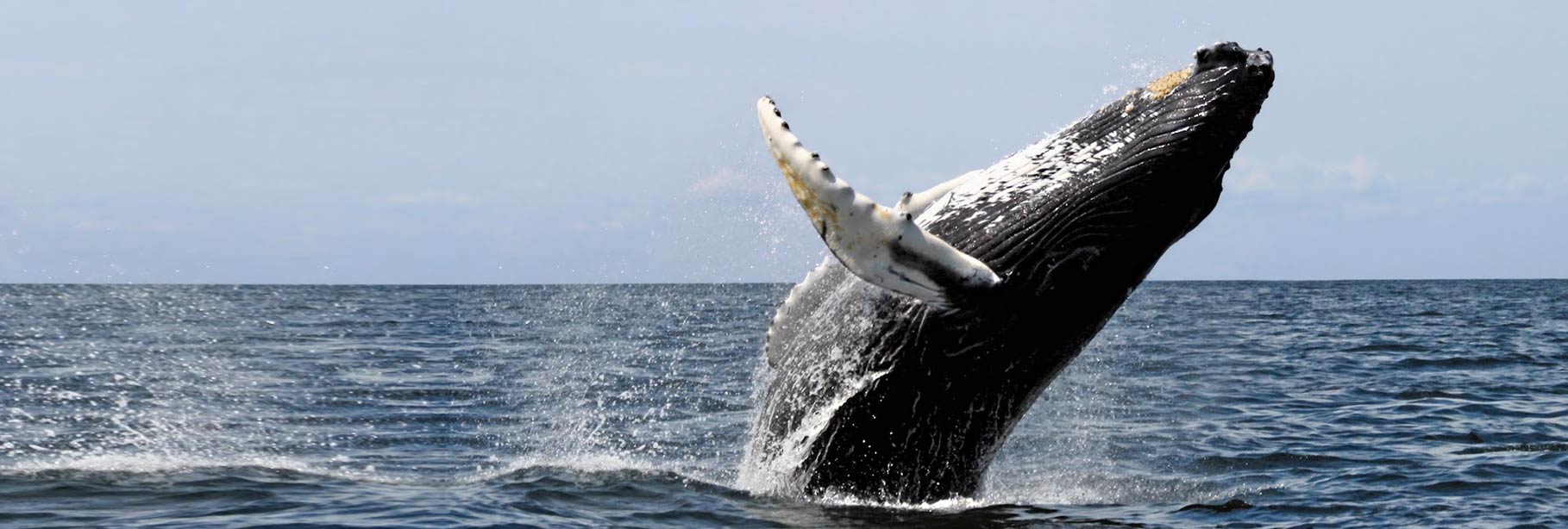 Baleias Jubarte